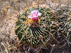 Echinofossulocactus crispatus