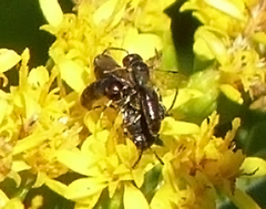 Hylaeus