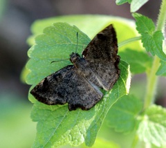 Antigonus erosus