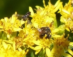 Hylaeus