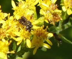 Hylaeus