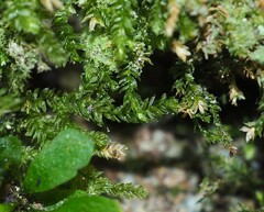 Mnium stellare