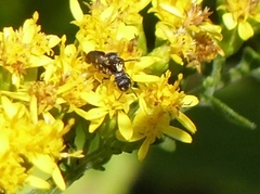 Hylaeus