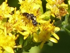 Hylaeus