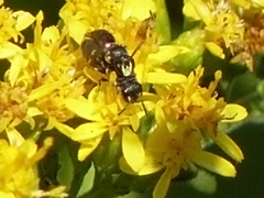 Hylaeus