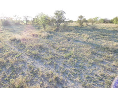 Commiphora glandulosa