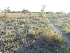 Justicia divaricata
