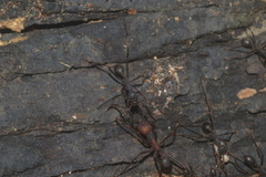 Eciton burchellii parvispinum