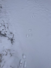 Lepus americanus