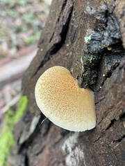 Crepidotus mollis