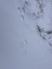 Lepus americanus
