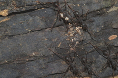 Eciton burchellii parvispinum