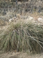 Muhlenbergia rigens