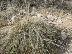 Muhlenbergia rigens