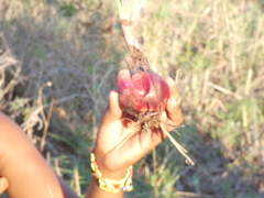 Drimia sanguinea