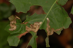 Stigmella quercipulchella