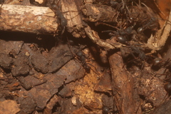 Eciton burchellii parvispinum