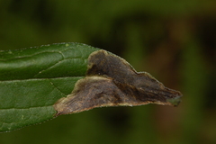 Nemorimyza posticata