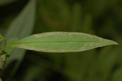 Phytomyza albiceps group