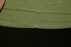 Phytomyza albiceps group