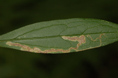 Phytomyza albiceps group