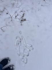 Lepus americanus
