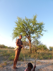 Commiphora glandulosa