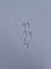 Lepus americanus