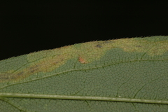 Phytomyza albiceps group