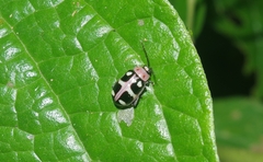 Omophoita