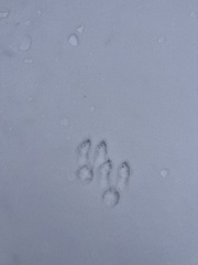 Lepus americanus
