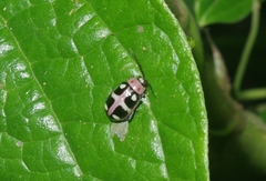 Omophoita
