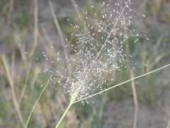 Eragrostis aspera