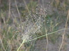 Eragrostis aspera