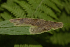 Nemorimyza posticata