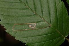 Stigmella betulicola