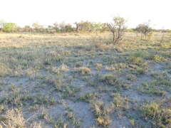 Drimia sanguinea