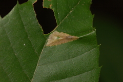 Phyllonorycter kearfottella