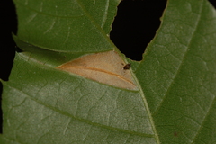 Phyllonorycter kearfottella