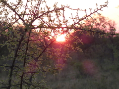 Commiphora glandulosa