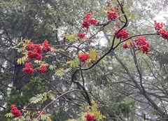 Sorbus aucuparia