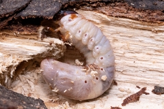 Trypoxylus dichotomus dichotomus