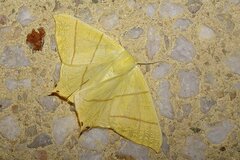 Ourapteryx sambucaria