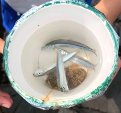 Spratelloides gracilis