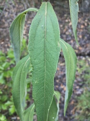 Helianthus resinosus
