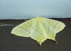 Ourapteryx sambucaria