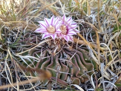 Echinofossulocactus crispatus