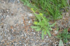 Sisymbrium runcinatum