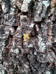 Xanthomendoza weberi