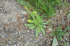 Sisymbrium runcinatum